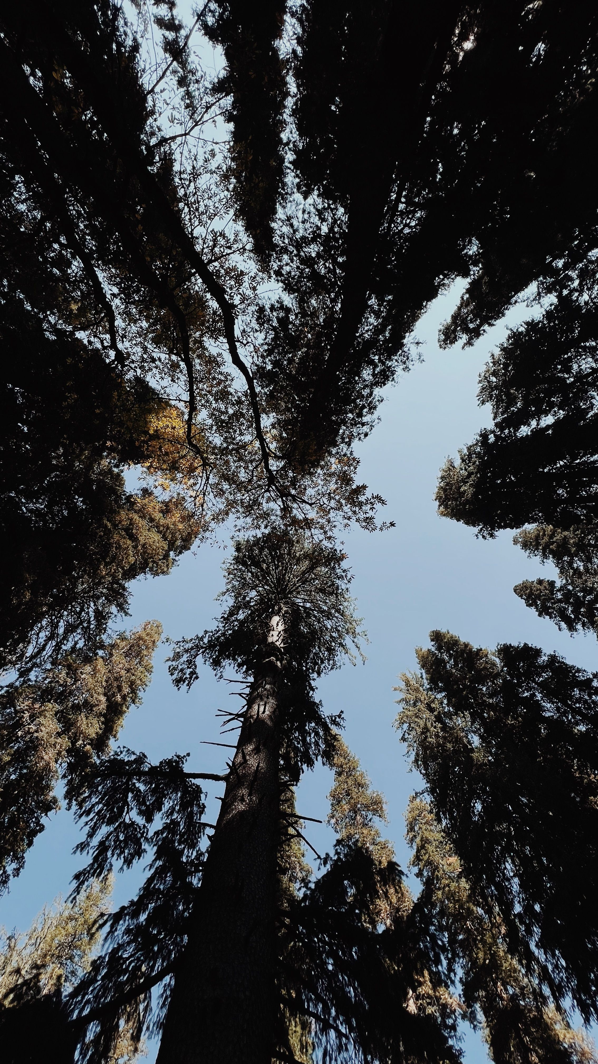 Baum von unten